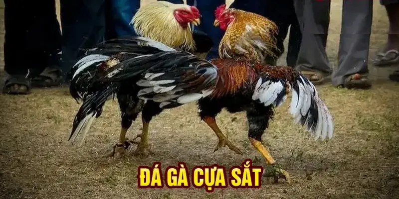 Đôi nét về đá gà cựa sắt