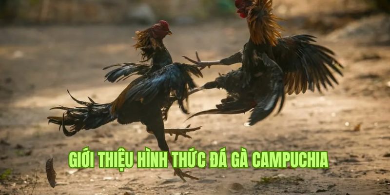 Tìm hiểu đá gà Campuchia